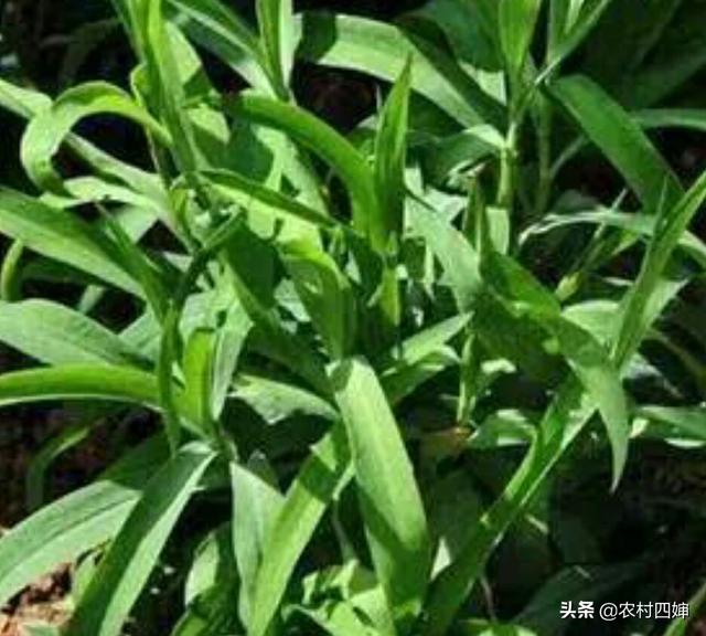 有没有种过药材的朋友？今年打算种几十亩柴胡能赚钱吗？