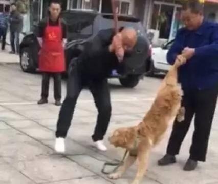 鹰敖犬图片:吃腐肉的动物如秃鹫，为什么不会食物中毒？