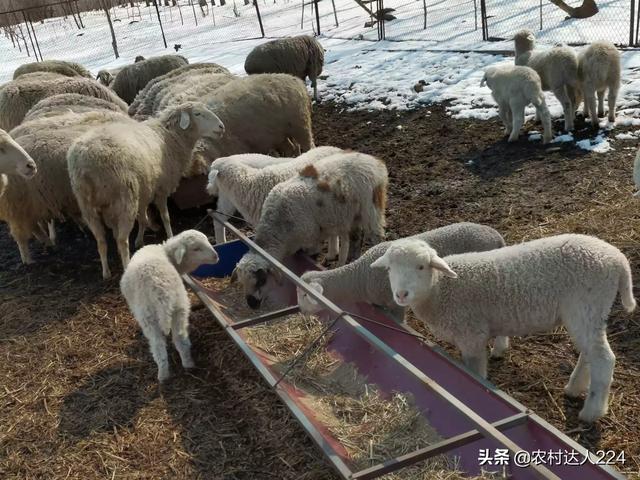 初生小羊拉不出屎怎么办:羊羔常有鸣叫排粪姿势，粪便易粘在毛上是什么原因？