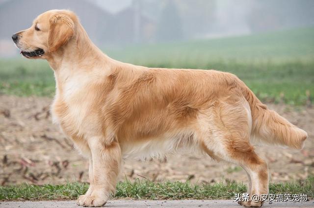 赛级金毛断尾吗:赛级金毛什么样？怎么才能评的上赛级狗狗？ 金毛需要断尾吗