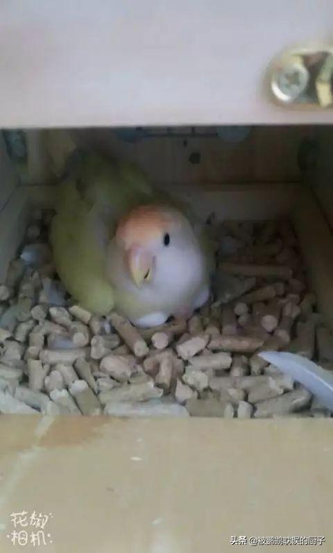 牡丹鹦鹉吧:牡丹鹦鹉是不是开始生第一窝蛋就不会停下，一窝接一窝？