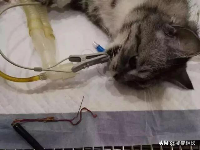 闷猫:猫喜欢吃塑料，该怎么办？