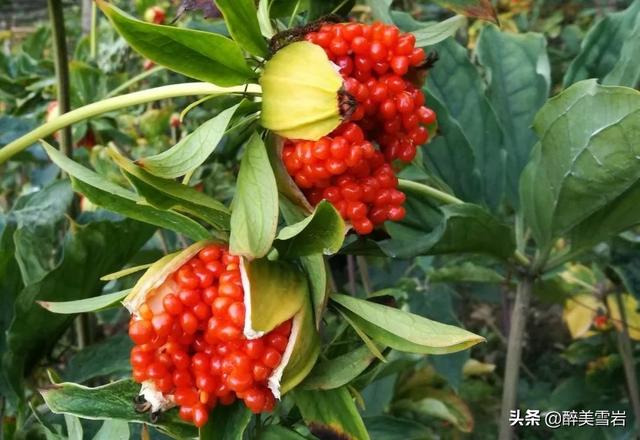 重楼怎么种植(重楼怎么种植才好)