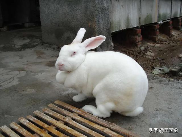 养兔子:农村规模养兔，是放养长得快，还是笼养长得快，怎样好养？
