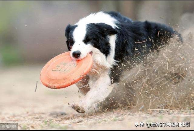 牧羊犬:荷兰牧羊犬与马犬有什么区别？