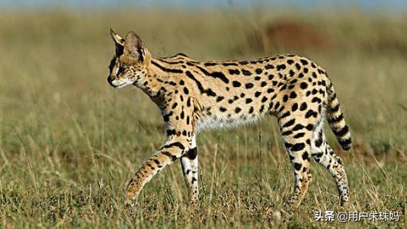 帕拉斯猫视频:猫咪受到惊吓，该怎么办？ 帕拉斯猫图片