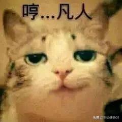 猫咪日常表情包动图:猫咪nonono表情包动图 为什么一个男生总是爱发小猫的表情包？