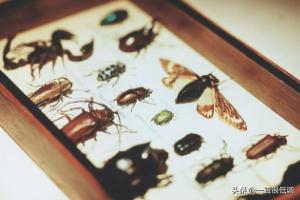 昆虫标本制作:鞘翅目昆虫标本如何制作？
