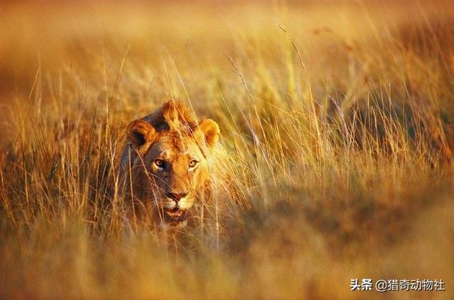 花豹:为什么花豹的身体更像老虎，而不是亚洲狮？