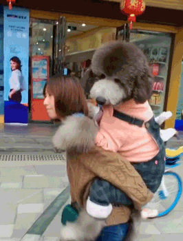 长脸贵宾犬造型图片:养一只巨贵犬是什么体验？