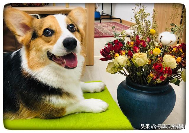 如何训练柯基幼犬:柯基多大开始训练?一般能长多少斤重？