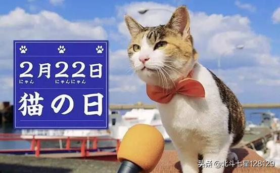 百变猫咪写真:“猫文化”在日本发展的怎么样？