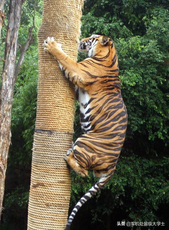 苏门答腊犀牛最新数量:猫科硬件排行?同体型豹子是否比老虎厉害？