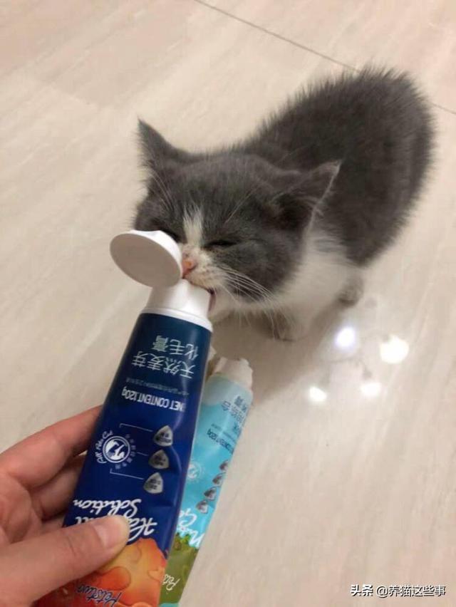 美国短毛猫图片:美国短毛猫不吃吐毛膏怎么办呢？