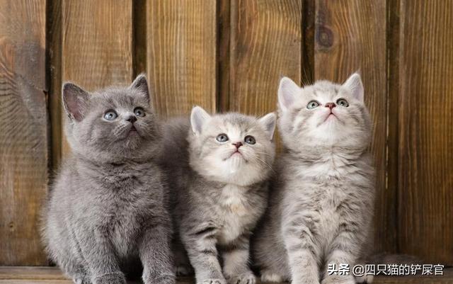 欧洲短毛猫:英国短毛猫好养吗？养它应该注意什么？ 欧洲短毛猫和狸花猫的区别