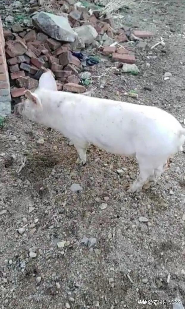 伊维菌素注射液:伊维菌素注射剂的功效 猪身上长了一个一个像铜钱一样的癣该用什么药？