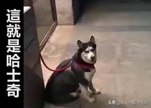 哈士奇搞笑视频会说话:有什么关于动物的搞笑短视频推荐？