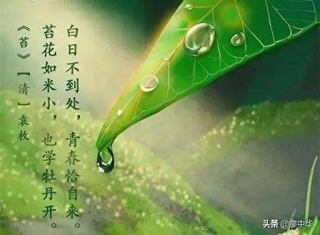 袁枚有哪些有名的诗词？