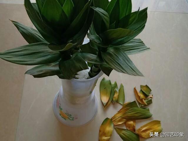 家里富贵竹的种植方法:水养富贵竹养殖方法与注意事项？