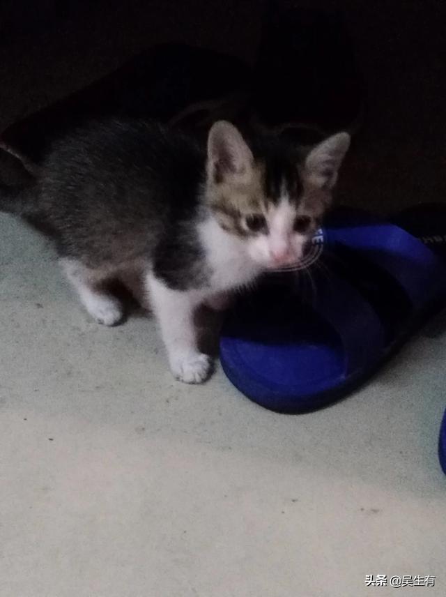 猫叫声音:猫的叫声和品种有关系吗，如果有，哪种猫叫声好听？