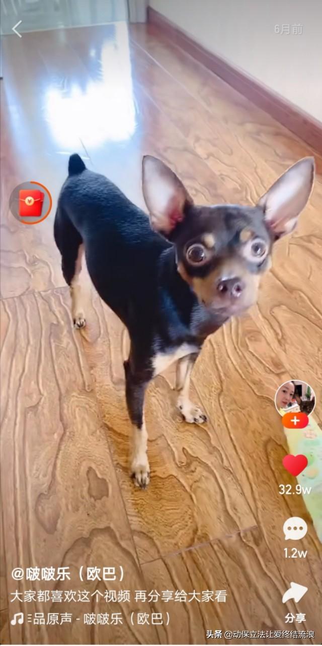 白熊犬和狼青打架视频:狼青，昆明犬，马犬还有德牧性格如何？