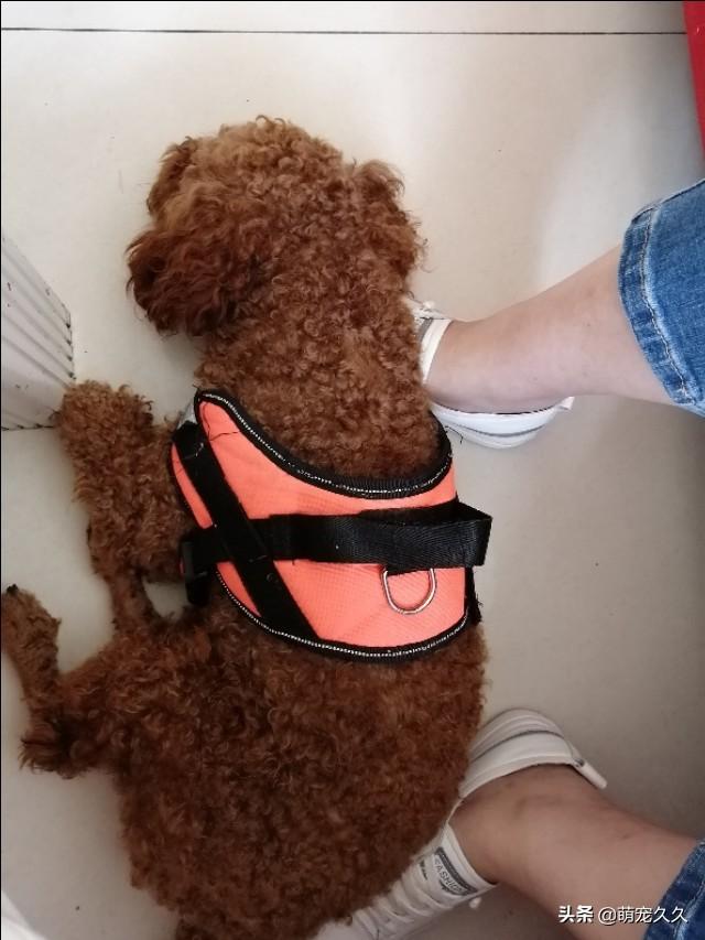 狗界中你觉得哪些狗狗最萌最可爱呢？