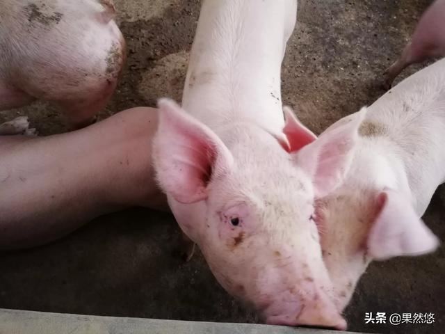 猪病网猪病大全:如何判断一个地方已比较具备生猪复养条件？