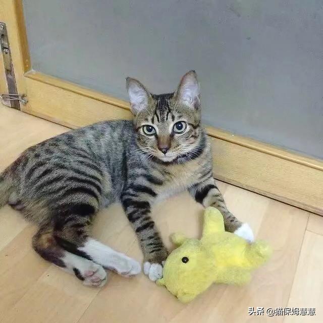 猫抑郁,猫咪有抑郁症会有什么表现？