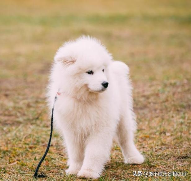 萨摩图片:养一只萨摩耶犬好么？跟其它的狗狗比怎样？