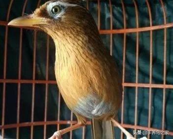 贵州凯里最好的画眉鸟图片:养画眉鸟的大师，能否看看这鸟的品性？