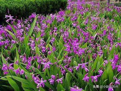 白紫兰花藤:白芨种植技术：白芨怎么种植才能高产？