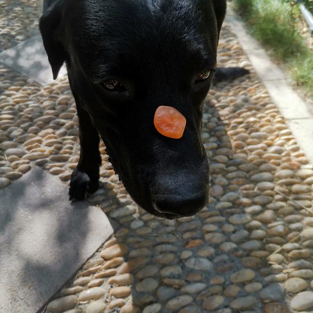 多伯曼犬德牧:我想养只德牧，可是没有大院子，只有大阳台！适合养么？