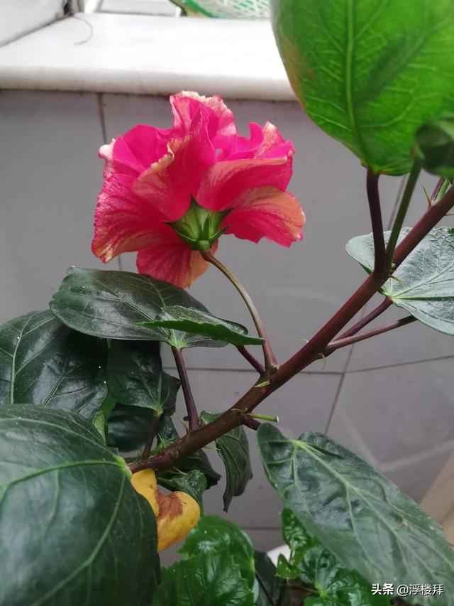 2020种植什么有钱赚？