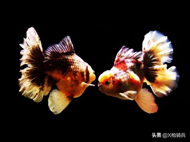 头条问答 泰狮金鱼消化不良需要治疗吗 金龙鱼繁殖场的回答 0赞