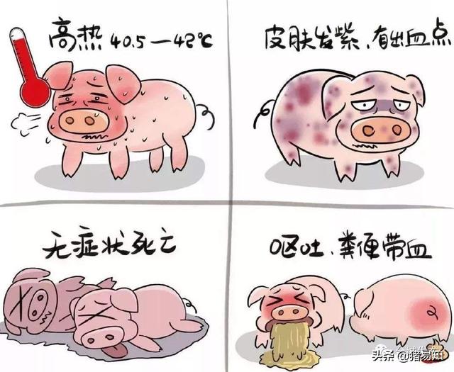 什么病能突然死亡:大猪拉绿色粪便并突然死亡是什么病？