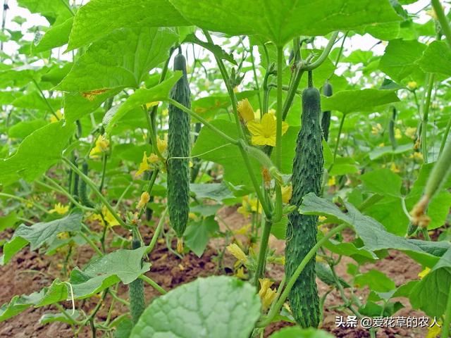 绝育黄瓜会开花吗:黄瓜开花多结瓜少或是不结瓜是什么原因？