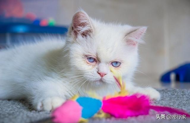 捉猫猫攻略:猫和老鼠如何玩猫变得更强？