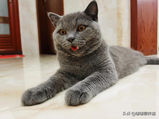 小猫回家记 动画片:猫咪跑出去还会记得回家的路么？