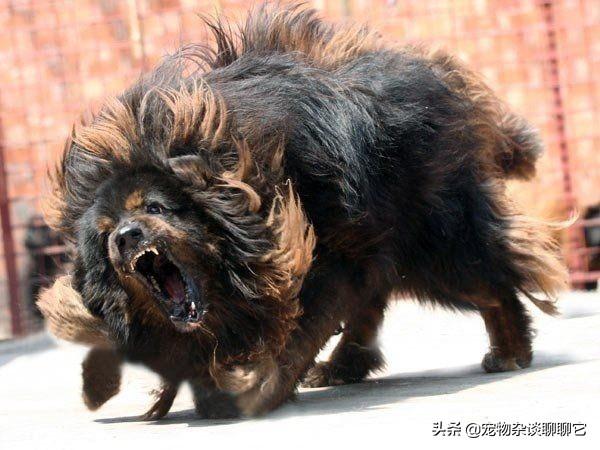魅力科学 藏獒传奇:藏獒在我国有多少年的历史？为什么？