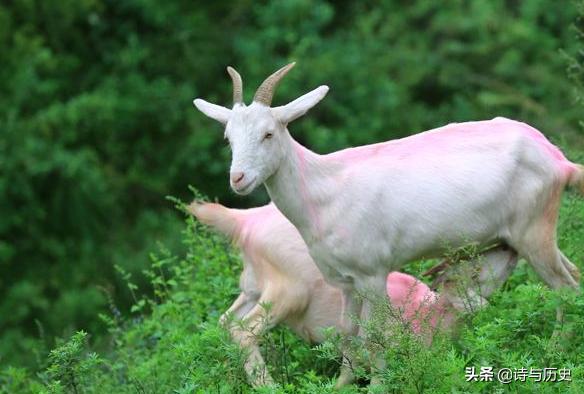 几内亚猪:为什么中国古代游牧民族不养猪