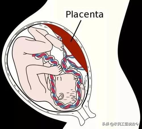 母体下面图片