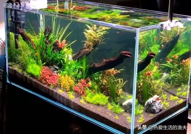 苹果螺爆缸了怎么办:鱼缸壁上的水藻该怎么去除？