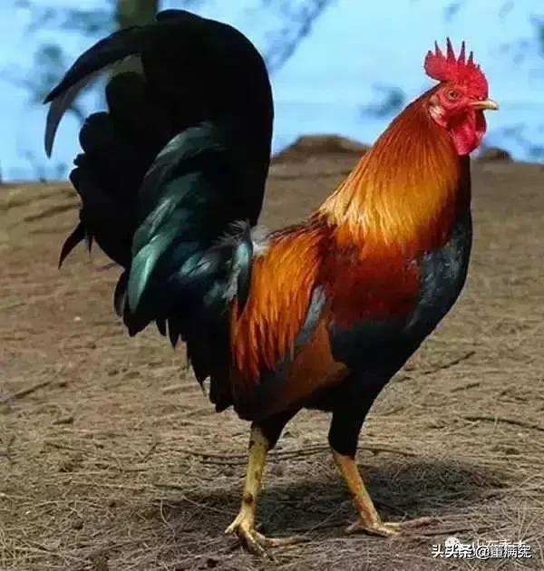 鸡狗叫铃声:有鸡叫三更，狗叫五更的说法吗？为什么它们要叫呢？