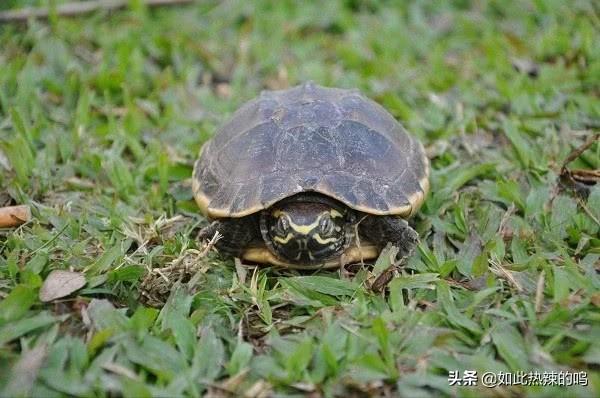 男生宿舍养什么宠物好:又干净又好养的小宠物养什么宠物干净无异味？