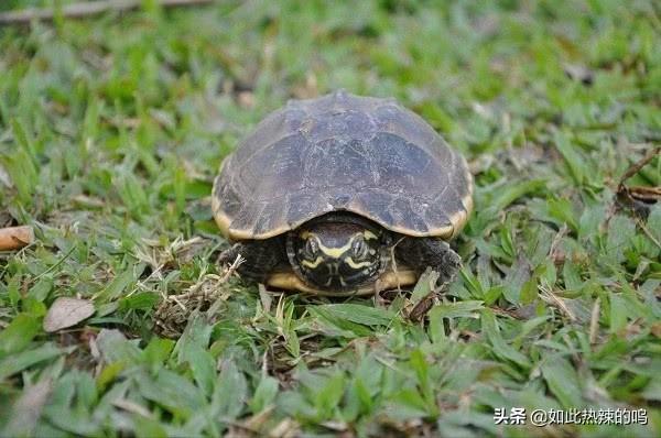 小宠物鸟种类:又干净又好养的小宠物养什么宠物干净无异味？