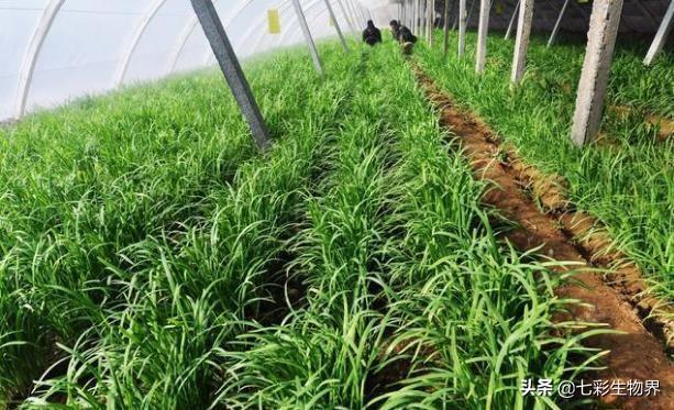 一亩地施多少硝酸铵钙韭菜生长期一亩用多少公斤硝酸铵钙