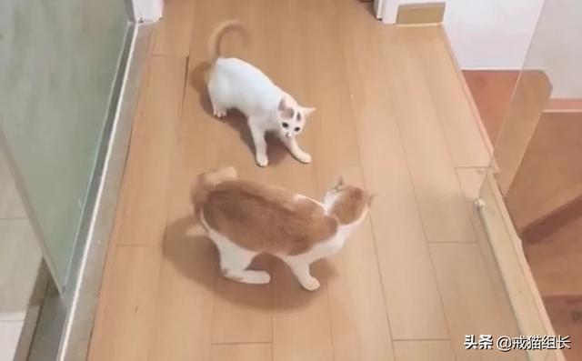 猫咪不乖by:猫咪好像不开心，怎么办？