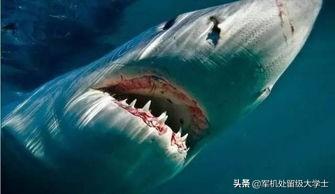大白鲨vs灰鲭鲨:鼠白鲨的天敌有哪些？有何依据？