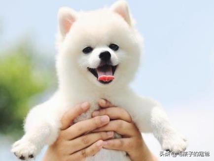 博美犬性格:饲养博美犬时，有哪些禁忌不能碰？