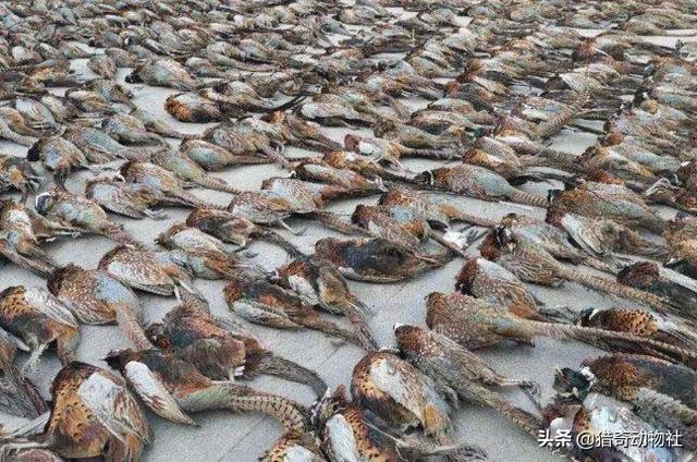 东莞宠物用品厂家黄页:有没有专注旅游的APP推荐？ 东莞宠物用品包装袋生产厂家